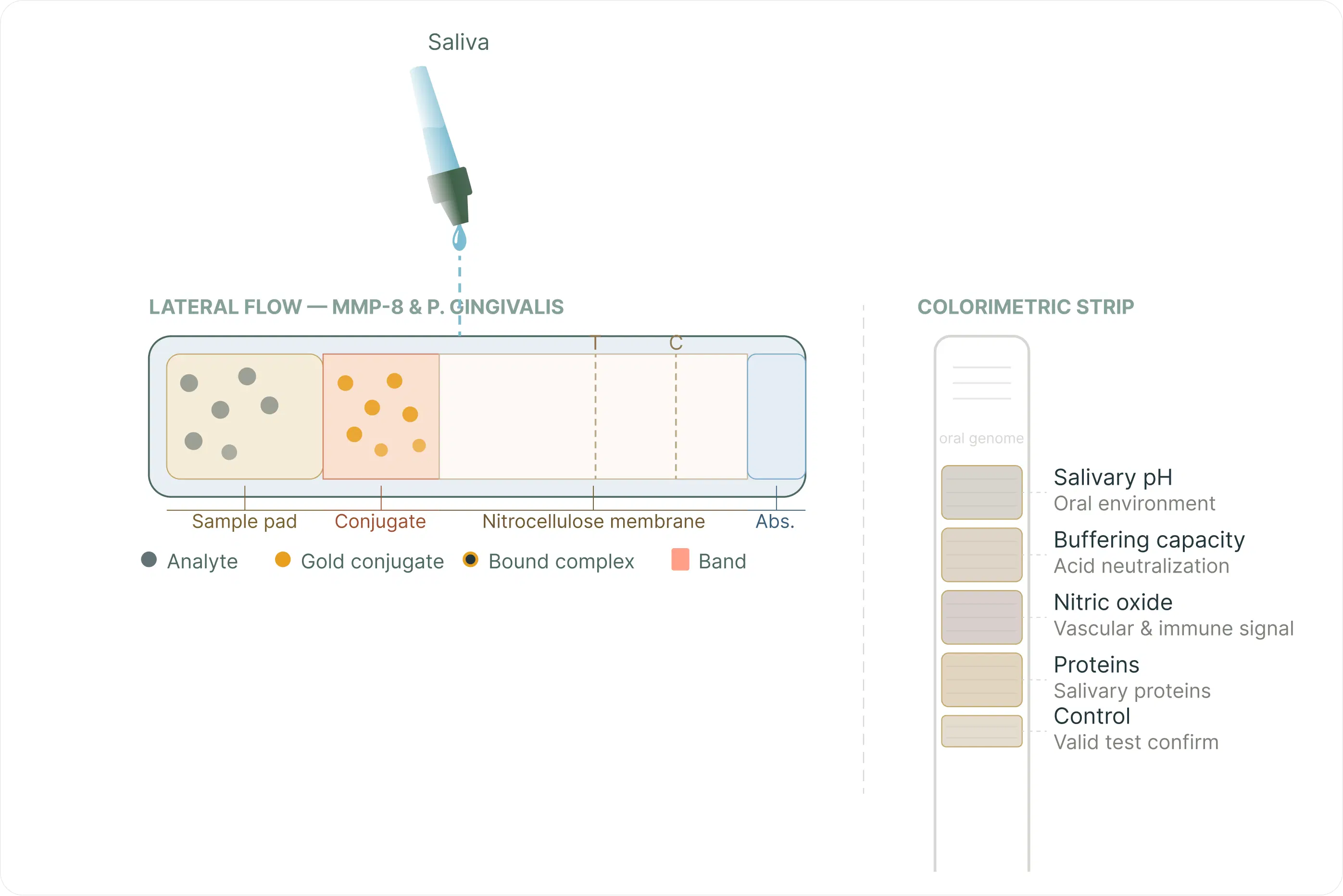 Step 1: saliva is dropped onto both test zones